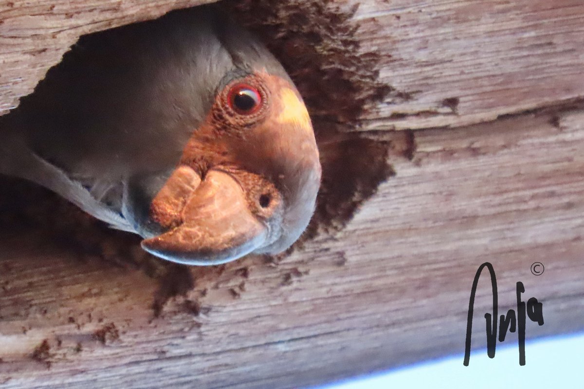 Helloooooo Happy weekend #photography #nature #wildlife #outdoors #goedemorgen #birdwatching #BirdsSeenIn2023 #Meyers #Parrot #Francistown #Botswana #Africa #MagicalBotswana #SaturdayMorning