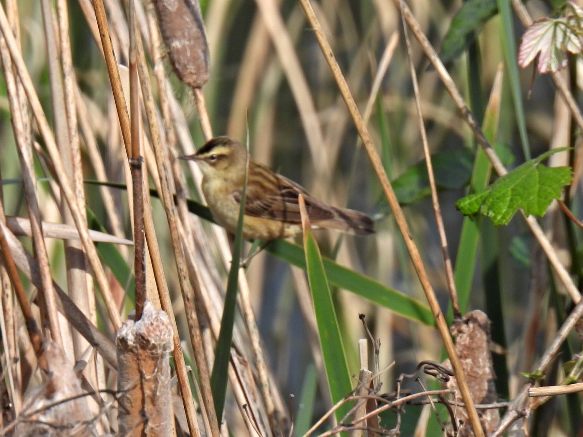 #hangitür <a href="/alpertuydes/">Alper Tüydeş</a> <a href="/matvor/">Gökçe Coşkun</a> Kındıra Kamışçını olabilir mi?