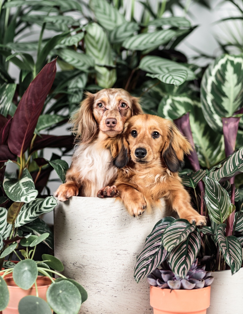 Double the love, double the joy! 🌿🐾⁠
⁠
Shop our pet-friendly plants today!

#home #homedecor #interiordesign #plantstyling #leafenvy #houseplants #plantsofinstagram #indoorplants #plantlove #leaflove #plantaddict #plantgoals #plantgang #plantsmakepeoplehappy