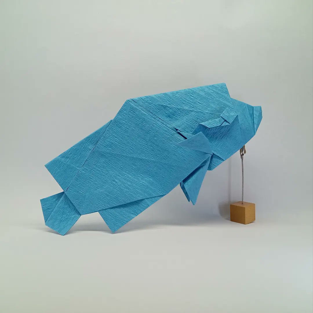 OrigamiBrasil's tweet photo. RT @5n0yfvFRWF21589: ナポレオンフィッシュ/Napoleon fish
Designed and folded by me
Wrapping paper
60cm
#折り紙 #Origami https://t.co/hPosxyFTa3