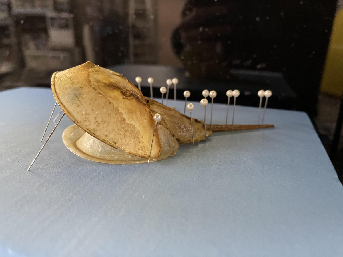 アメリカカブトガニのぬけがらです！ エビやカニと違って背中側では