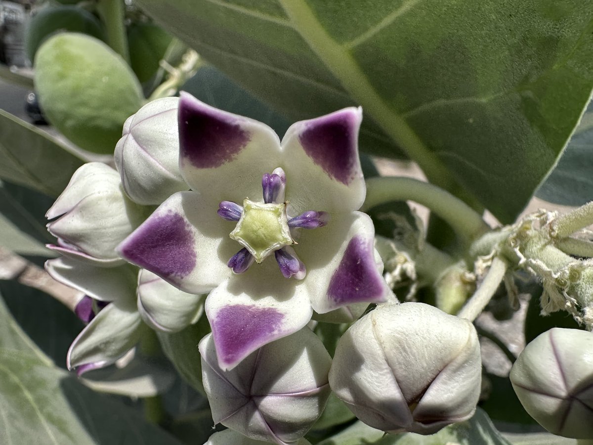 EvolveLeadLove's tweet photo. #Madar #adityapushpika #Aak #Calotropis is flowering.Its Waxy WhitePurple Crown like Flowers are beautiful sight.Its toxic sap has high medicinal values.Considered sacred by #Hindus , its leaves are offered to Lord Hanuman & flowers to Lord Shiva and Lord Ganesh
#StoriesOfTrees https://t.co/2IUwk1s6Wz