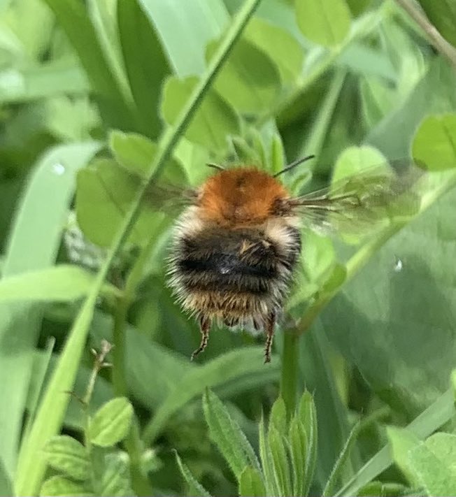 SaraMac_1's tweet photo. Love watching bumblebees at work. This #CommonCarderBee is especially fond of our ‘maintenance-free’ bush vetch in the garden. 

https://t.co/3dYJ62a7SJ

#WorldBeeDay #WorldBeeDay2023 https://t.co/SjEfjevNsV