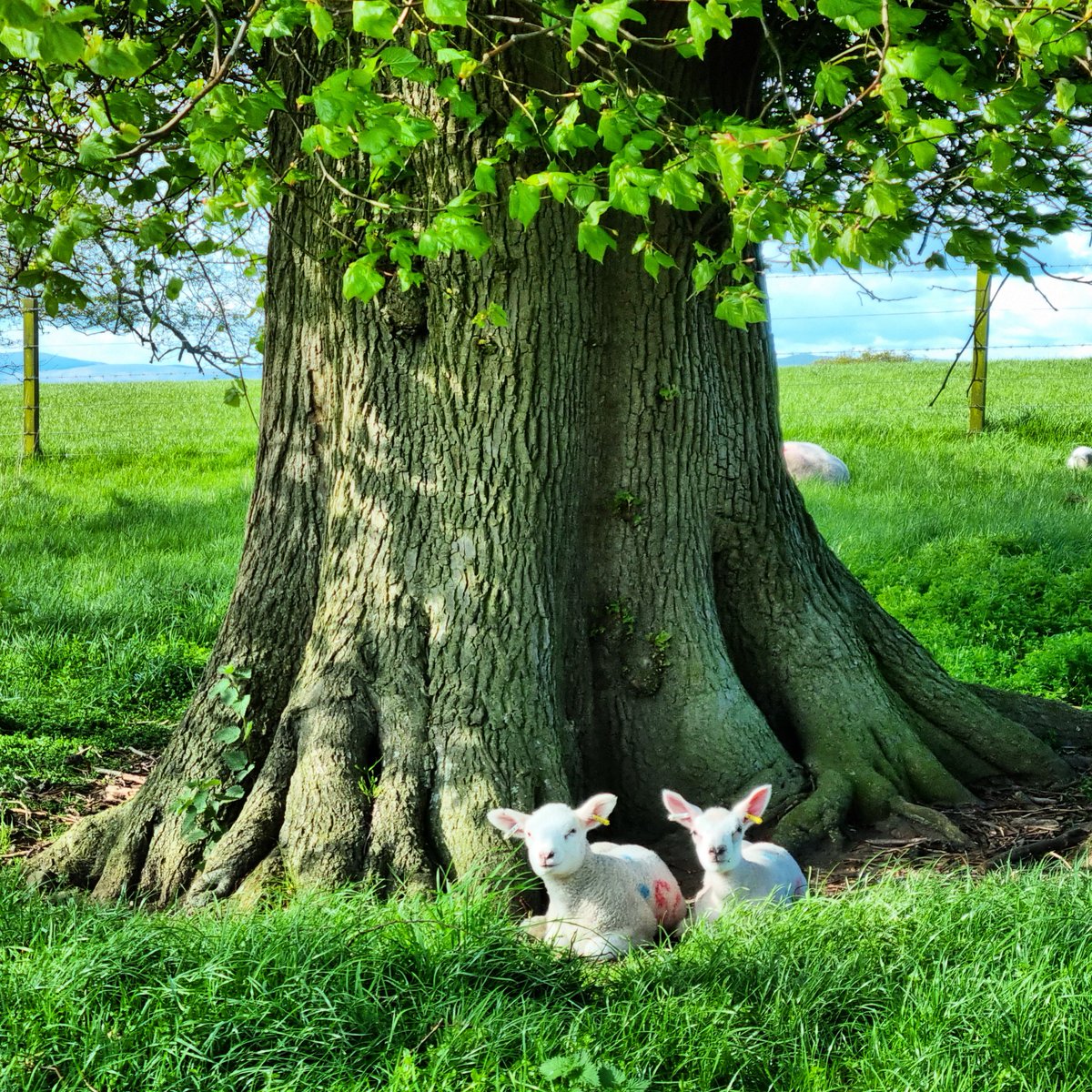 Just chilling -a symbol of spring and new life at a favourite time of year-Happy Weekend, friends 
#ScotlandisNow #StormHour #photography #photooftheday #landscape #OutAndAboutScotland #landscapephotography 
@VisitScotland @ScotsMagazine #friends #PhotoHour #stvsnaps #beautiful