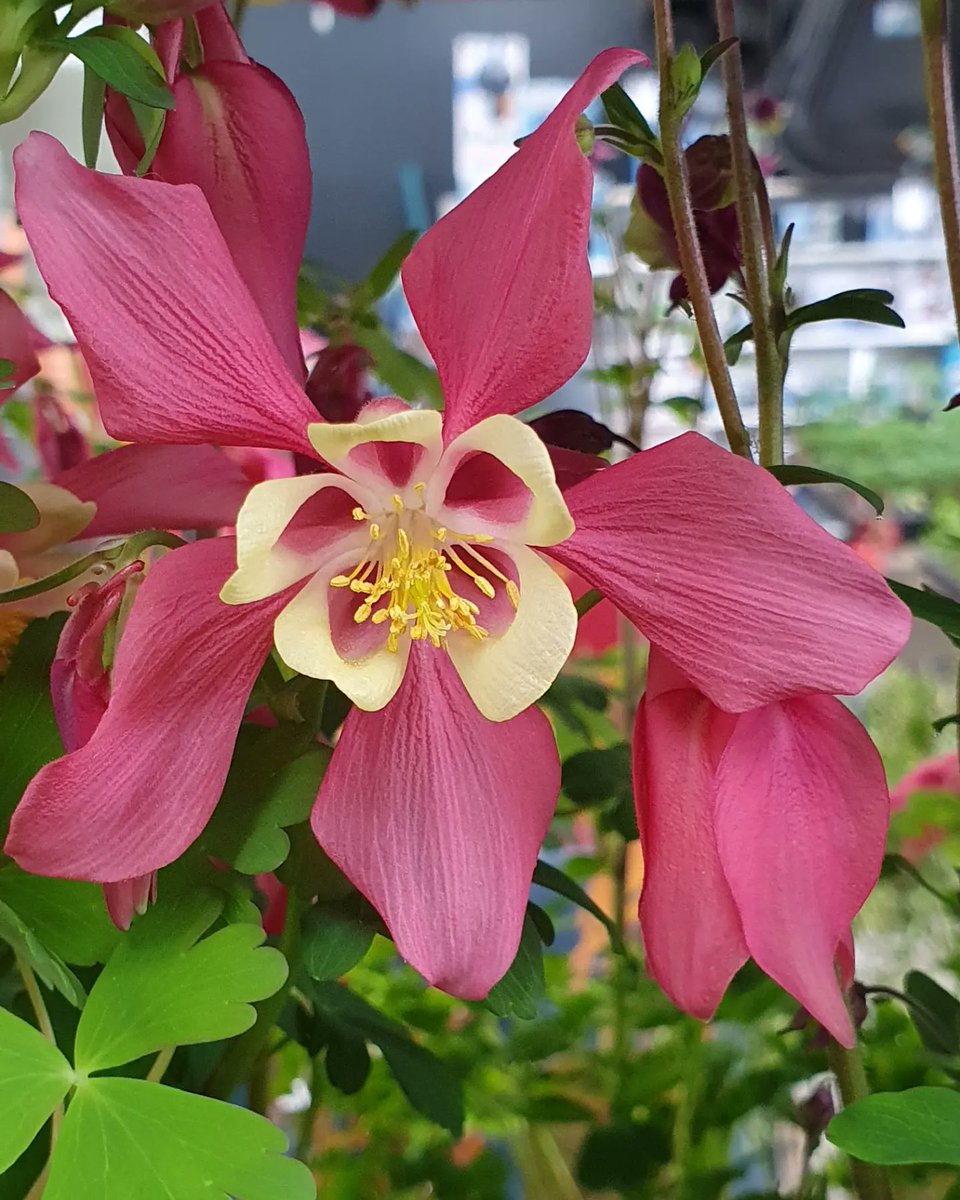 Encore des merveilles pour votre jardin🌸🌿Votre jardinerie <a href="/CapVegetal/">Jardinerie CAP VEGETAL</a> vous accueille tous les jours au 12 ZA du Castel 27560 Lieurey 🤩