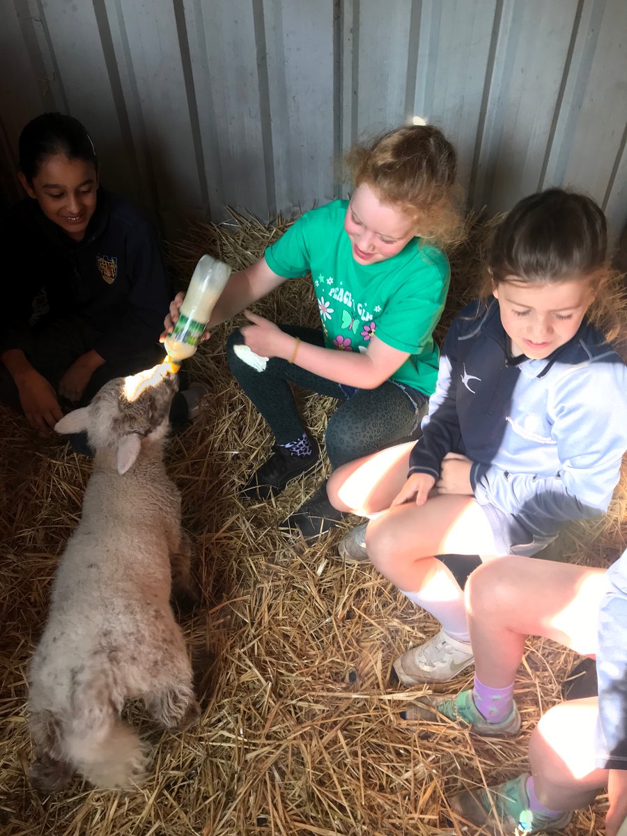 WPS_Trips's tweet photo. Y4 Naturesbase Group 2

Badgers turn to feed the lambs this morning. Warning to parents: you may be getting requests for lambs as pets on our return! https://t.co/xzyQLaKzk6