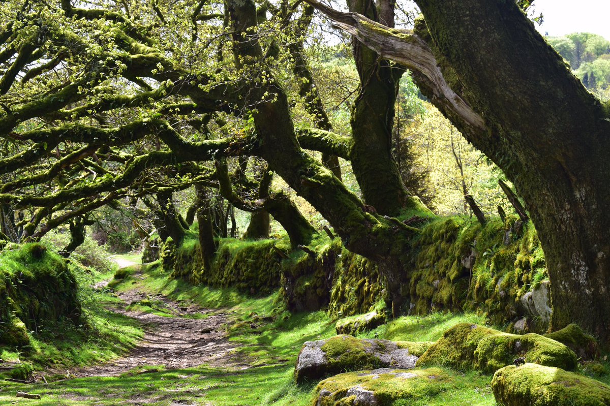 I moved to #Devon 20 years ago this month. Times have been tough, I never expected to be a wheelchair user, or to be too ill  to use one. Find something you love, in my case, photography, and hold it tight. I’ve never stopped loving this landscape and I never will. #Dartmoor
