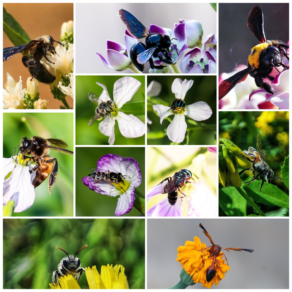 #WorldBeeDay 🐝

#canon #bees #beeday #photooftheday #ThePhotoHour #IndiAves #natgeo #MacroHour