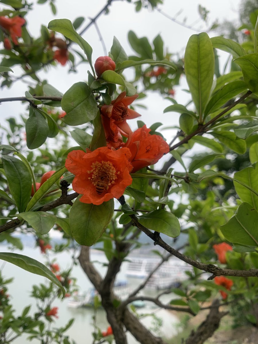 On the #WorldBeeDay and #FlowerDay we are sending you a bee and pomegranate flowers from the #YangtzeRiver. 🐝 🌸 🚢

#china #travel #cruise #yangtze #river #luxury #centurycruises