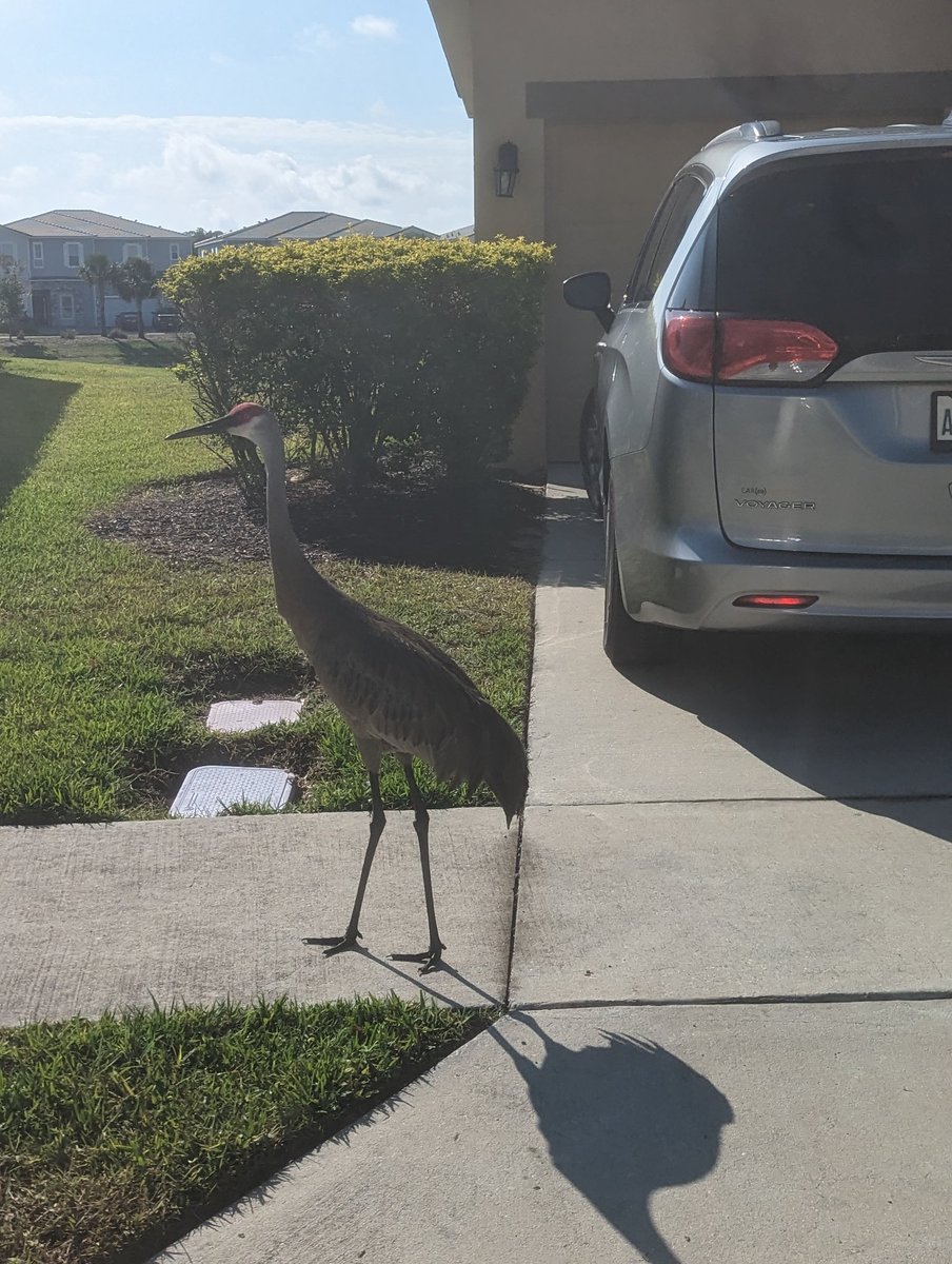 ElleDizzy's tweet image. Just saw a crane randomly strolling around #FloridaShit