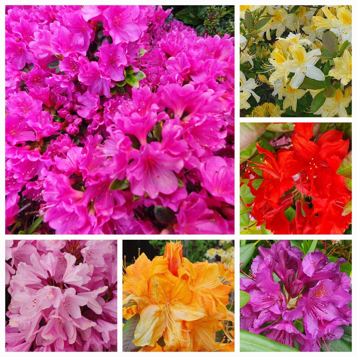 Just the perfect time of year for Azaleas and Rhododendrons #SixOnSaturday #SaturdayVibes #GardeningTwitter