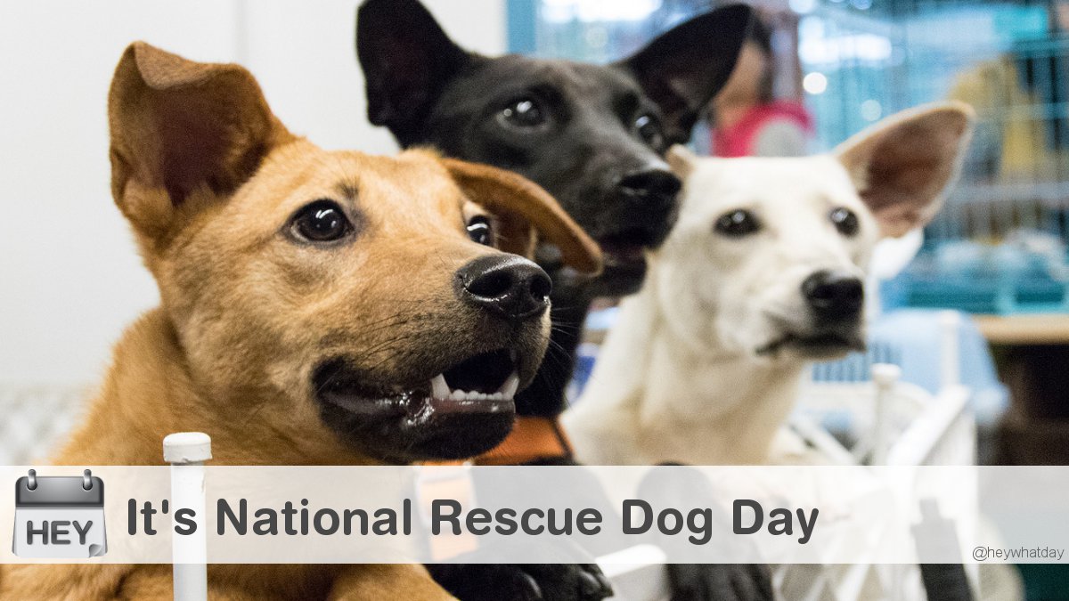 It's National Rescue Dog Day! 
#NationalRescueDogDay #RescueDogDay #Rescue