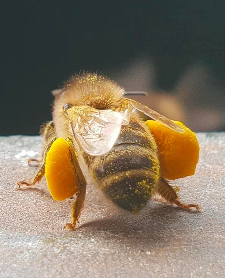 Hoy, 20 de mayo, día mundial de las abejas 🐝

El cuidado de las abejas es una medida crucial para lograr la seguridad alimentaria, ya que éstas auxilian junto a otros animales a la polinización de más del 75 por ciento de los cultivos de frutas, hortalizas y semillas a nivel