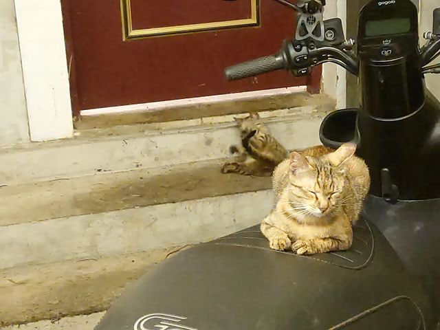 90bca32's tweet photo. 街の街灯の下でひょんなことから2匹の猫が休んでいました 🛸🛸🛸
バイクの座布団に猫の足跡がついていたわけです🐱 https://t.co/QJvrYsADmR