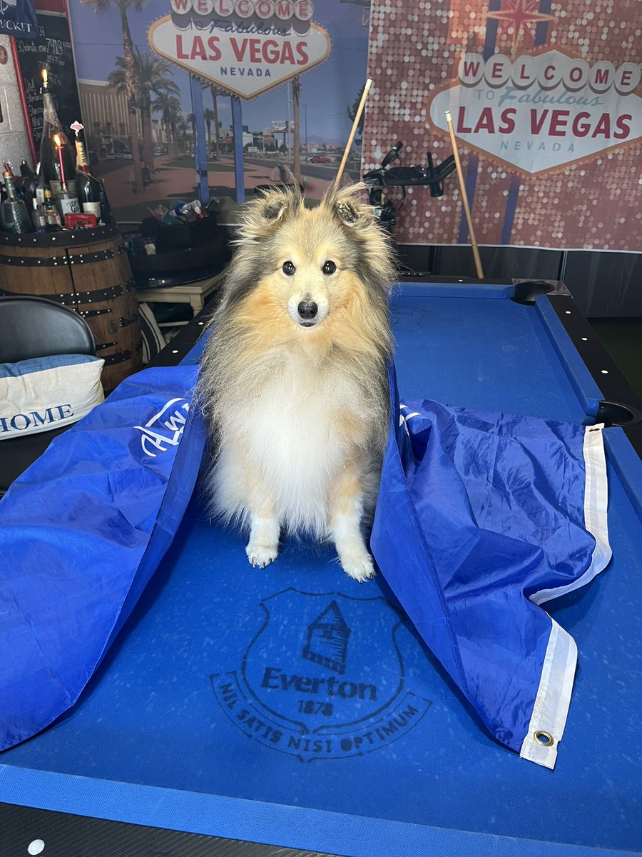 toffeeblueboy68 (@toffeeblueboy68) on Twitter photo Bring on the “Dogs of War!” COYB. <a href="/EvertonInUSA/">Everton in the USA</a> <a href="/Everton/">Everton</a> <a href="/EITC/">Everton in the Community</a> <a href="/LivEchoEFC/">Everton FC News</a> Bring on the “Dogs of War!” COYB. <a href="/EvertonInUSA/">Everton in the USA</a> <a href="/Everton/">Everton</a> <a href="/EITC/">Everton in the Community</a> <a href="/LivEchoEFC/">Everton FC News</a>