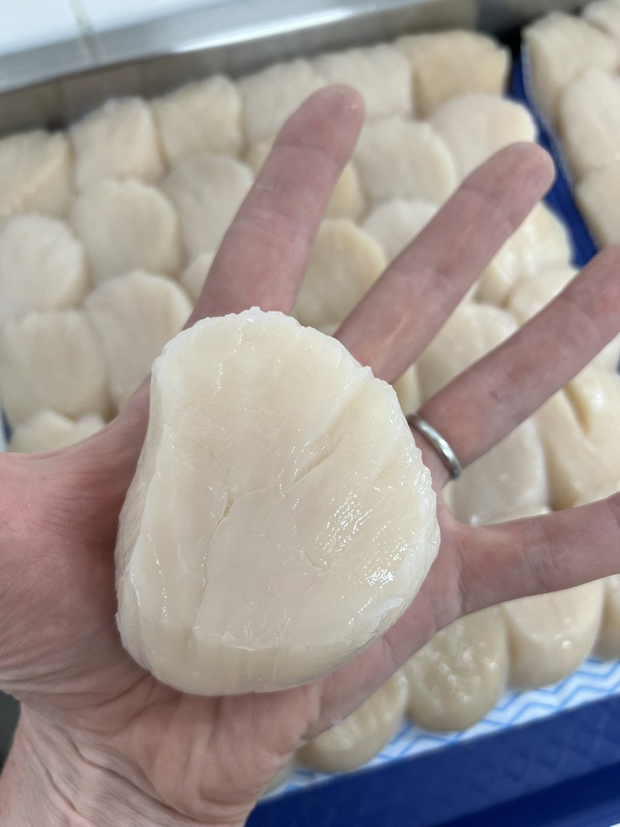 Will Holland tweet media