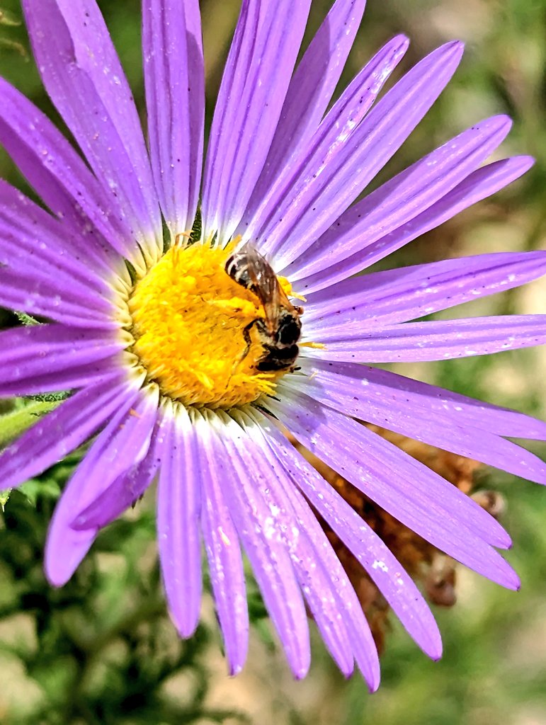 🏳️‍⚧️🥀🇺🇲ecoworrier on Twitter "RT mccoshsm NationalBeeDay here are