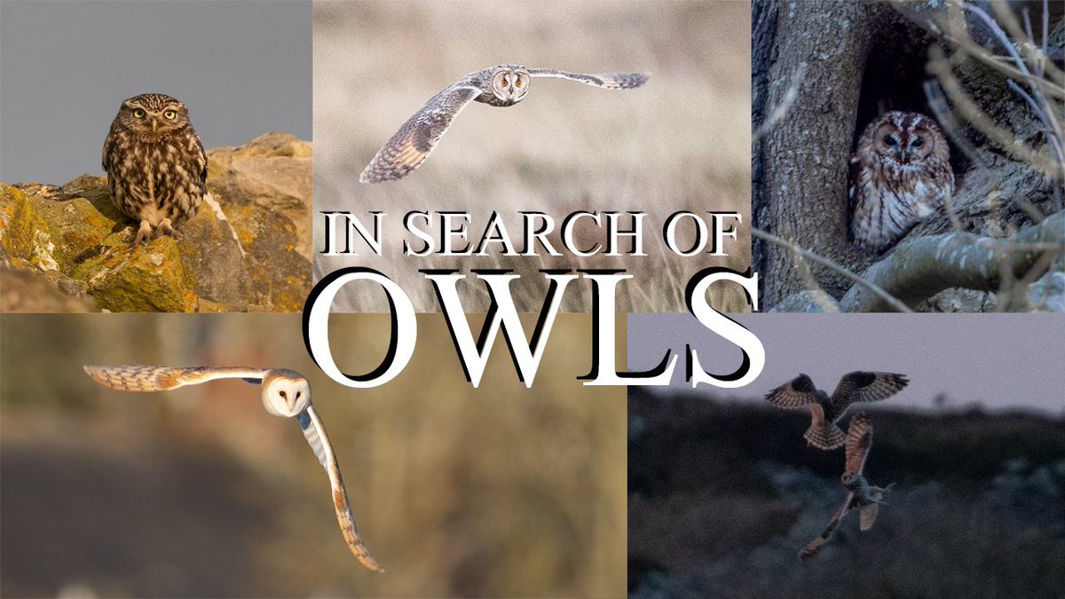 Some very exciting news! My latest documentary, focusing on all of Britain’s owls species, is now live! 

An enormous thank you to everyone who made this possible, including the amazing <a href="/RuthTingay/">Ruth Tingay</a> who I had the pleasure of working with earlier this year! 
youtu.be/hQvi9klb5lw
