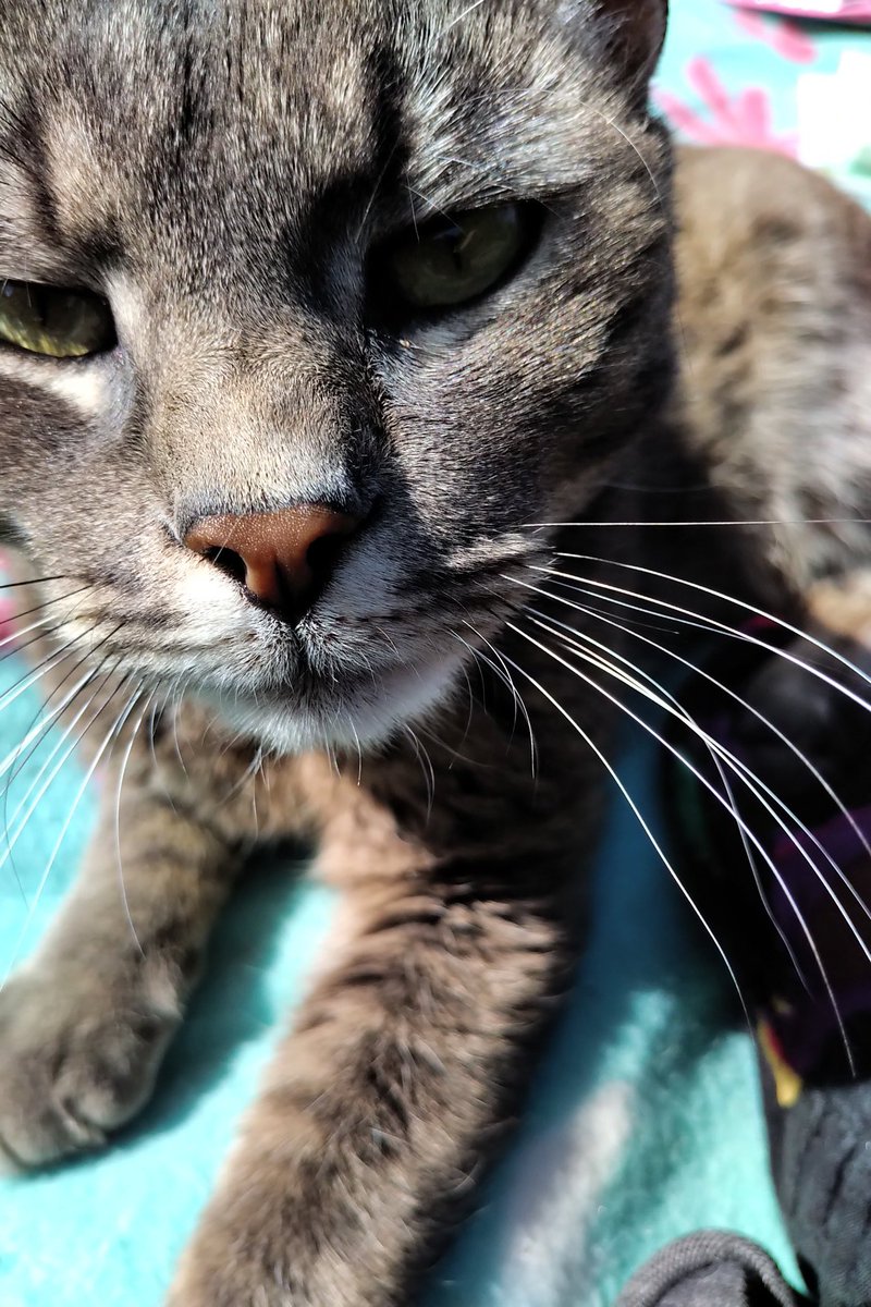 #caturday #twitterrudel

Dieses Profil war mir ein bisschen zu Hundebabylastig.

Ich bin's - der Orpheus von #Flausch 🐱