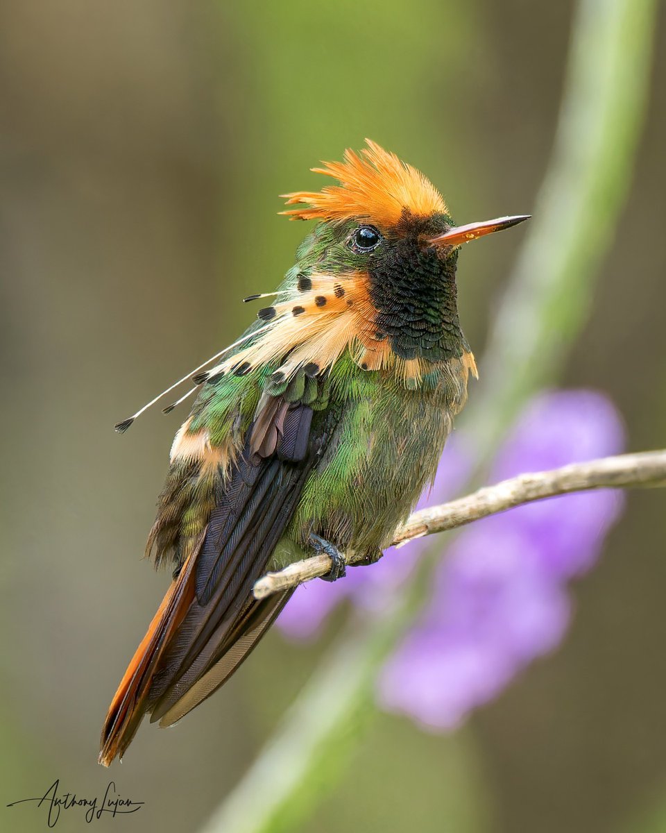 Rate of this cuteness Out of 10