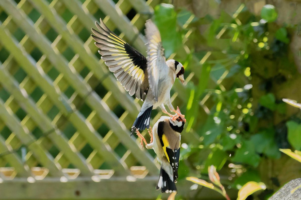 Goldfinch are always squabbling around the bird feeder, but I didn’t realise how savage they are to each other until I had a good look at this photo from yesterday afternoon. Top bird is clearly trying to rip bottom birds head off 🫣