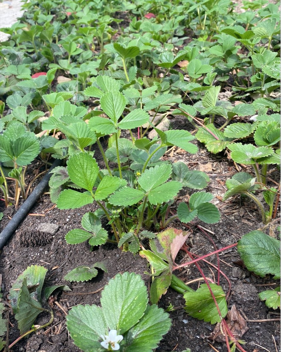 SCIEX Food & Environment tweet media