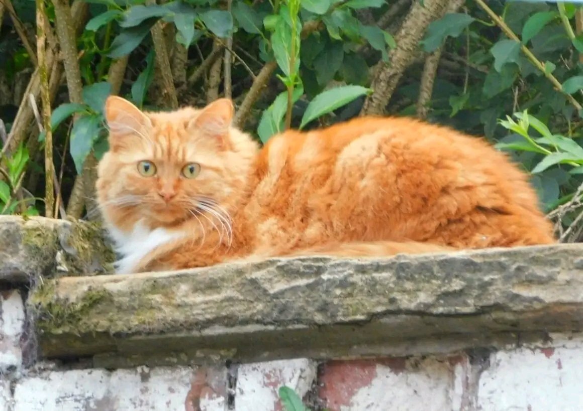 Happy #Caturday everyone!!! 
It's a beautiful day here and I want to send purrrs to all my wonderful friends!! 😺😽💕
Have a great weekend! 😽💕

#SaturdayVibes #cats #CatsOfTwitter #weekendsunshine #SaturdayMood