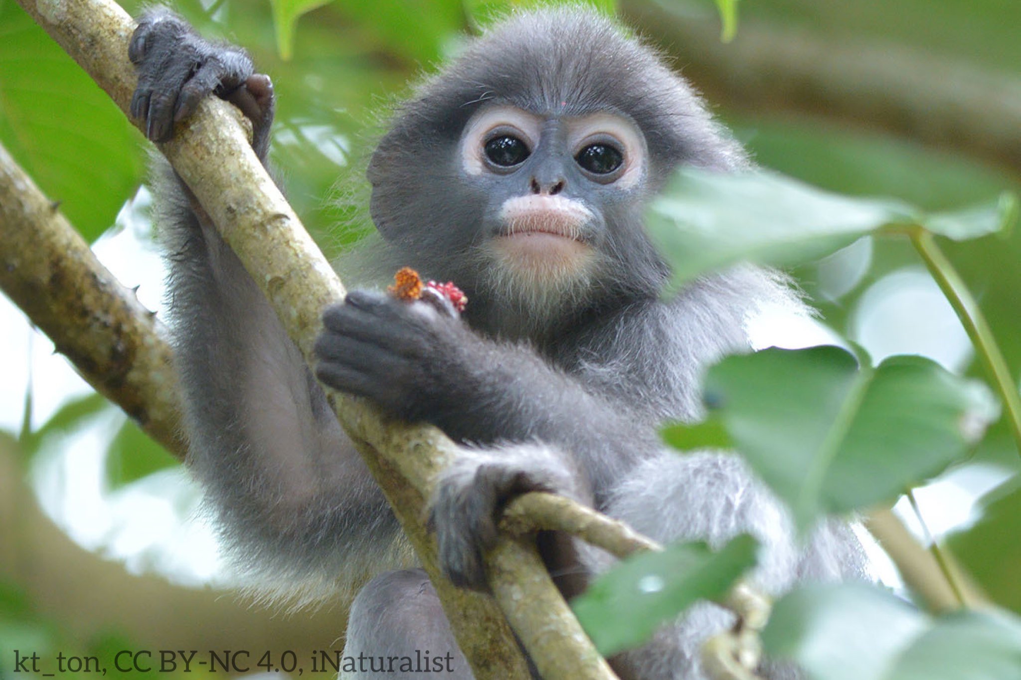 American Museum of Natural History on X: Ever seen the dusky leaf monkey?  This social primate lives in groups of up to 20. It's also known as the  spectacled langur due to