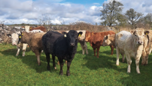 teagasc's tweet photo. Catherine Egan, @TeagascBeef, and Donall Fahy preview the upcoming open day at Newford. Read how performance has improved and the sustainability measures being implemented here:
https://t.co/MFomiSeTm3 https://t.co/HHQ0JVBVEO