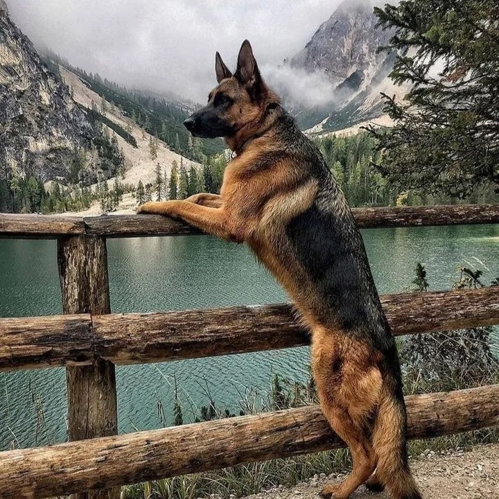 ——
A German Shepherd is the only thing on earth that loves you more than himself.'
#gsdunited
#gsdmalinoislove
#gsdforlife
#shepherd
#germanshepherdfanpage
#instagermanshepherd
#germanshepherdproblems
#germanshepherdoftheworld
#gsdcross