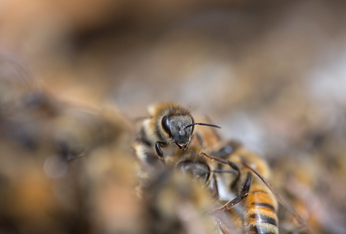 wildtomorrow's tweet photo. Honoring World Bee Day today. Bees help to pollinate over 90% of all wild flowering plant species and 75% of all the world’s food crops. That’s a big responsibility and an excellent reason to give them some special attention 🐝
📷 @Wildscreenorg 
#wildtomorrow #worldbeeday #bees https://t.co/IUWwbok5DE
