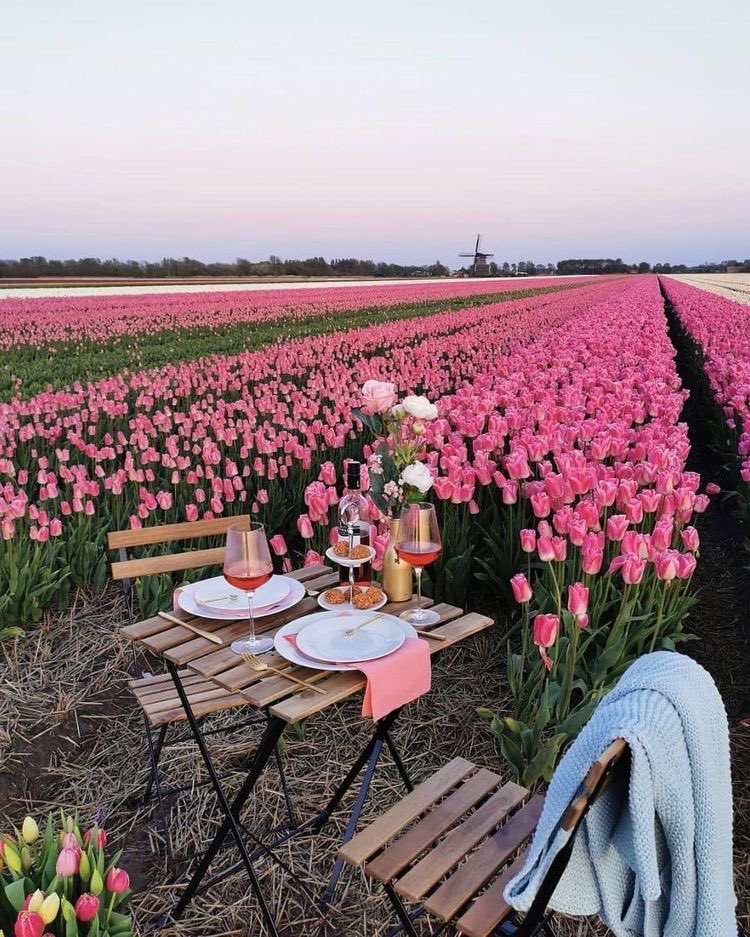 Tulip field date🌷
