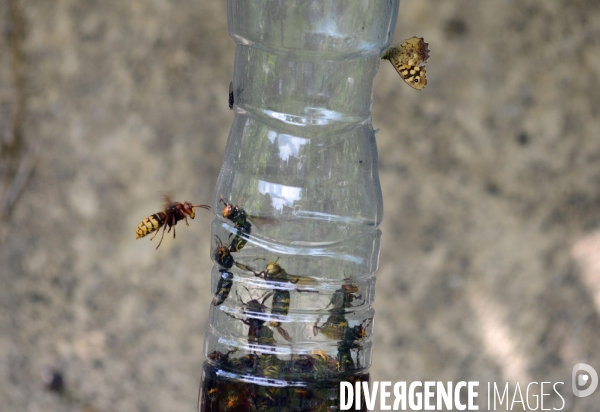 Frelons #photo  © Emmanuel ORTIZ