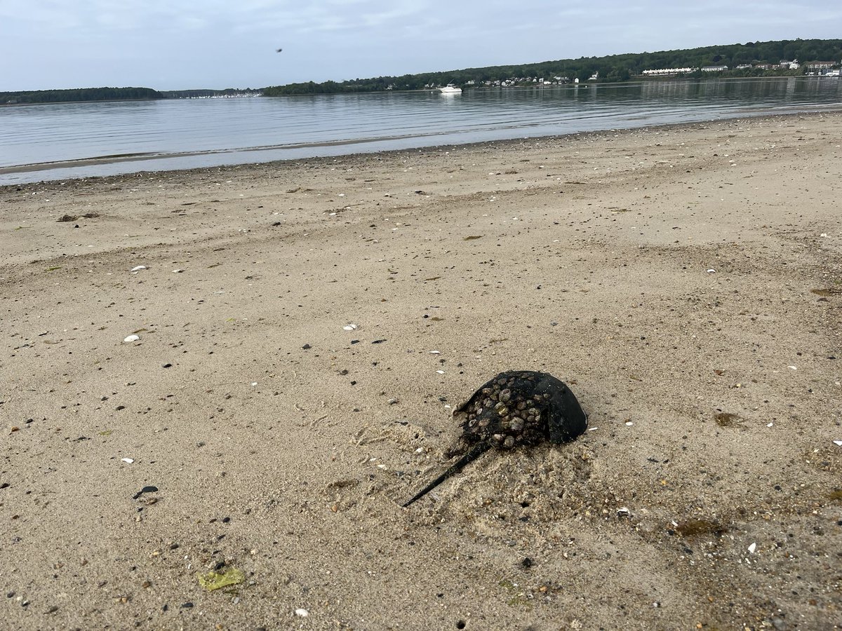 chrislb104's tweet photo. Bike, Before the 🌧️, beach clean. A few horseshoe crabs saved, that missed the ride. @2minuteHQ @LlangattockPick #buttonwoodsbeach #rinature https://t.co/wbNIoGnhhW