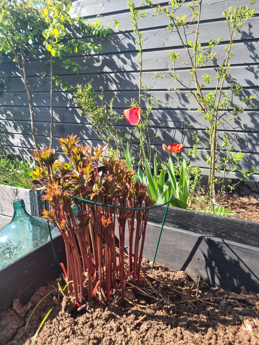 LineStorjordet's tweet photo. @Frk_Mona Peon, tulipaner og blåbær klare for sol og varme 🌞 https://t.co/k48Ti0MWNo