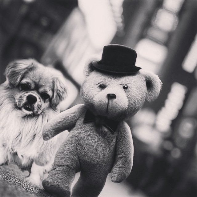 Happy weekend 🫶 #GoodVibes #funny #dog