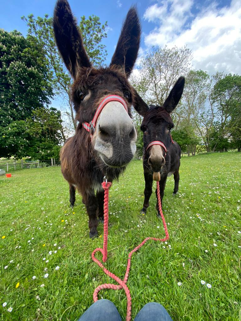 BockettsFarm's tweet photo. Sun’s out, tongues out 😜
Beau and Byron are showing off their best silly faces to celebrate the glorious blue skies!
#donkey #sillyfaces #blueskies #donkeysofinstagram https://t.co/qcu8tM5QyK