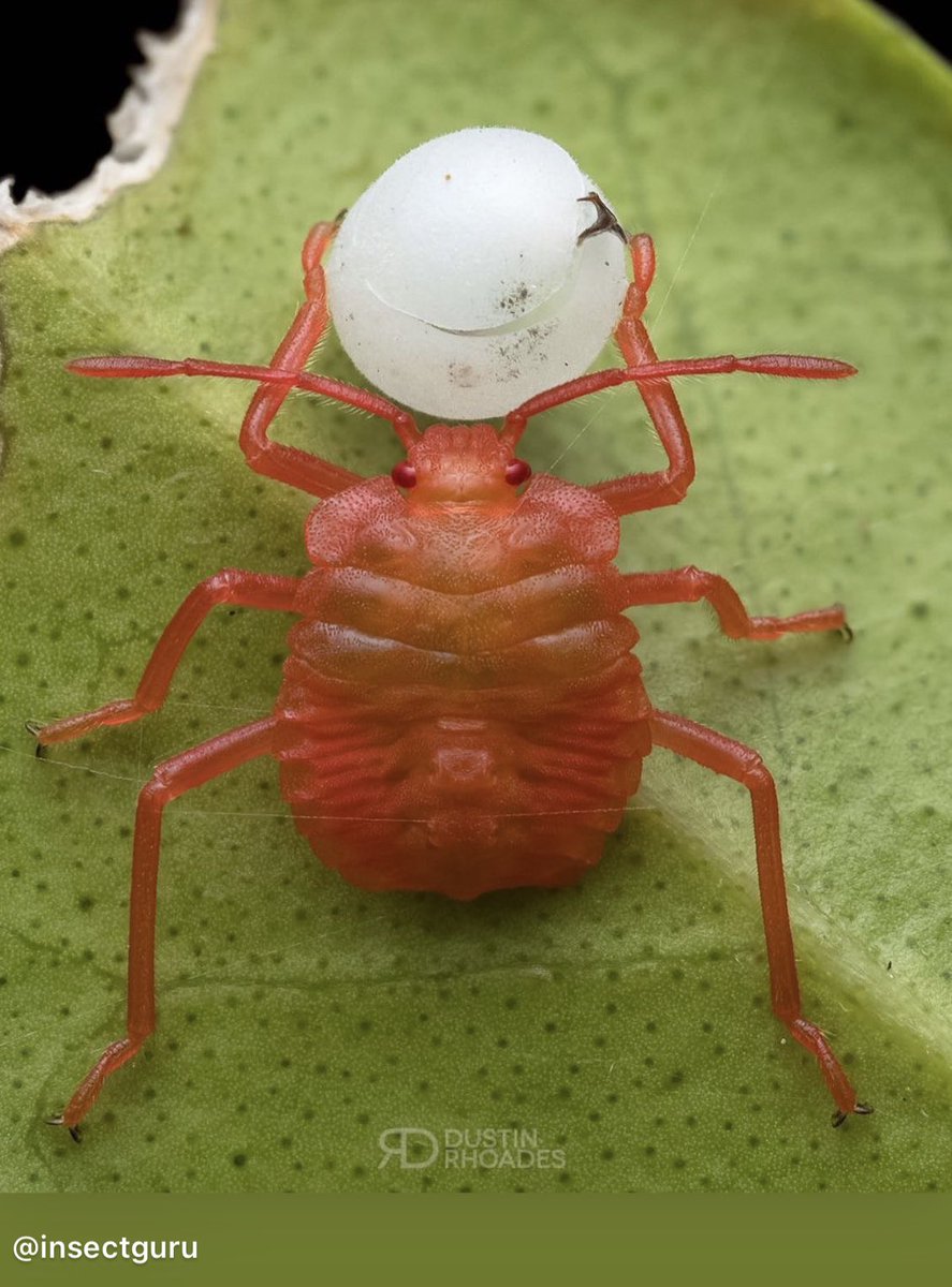 Insectguru's tweet photo. Insects have impressive parenting skills: some species even provide their eggs with a nutritious start in life by laying them on their favourite plant snack. It's nature's equivalent of packing a lunchbox for their kids! #insects #eggs #parenting #naturefact https://t.co/zisUrf0p2Z