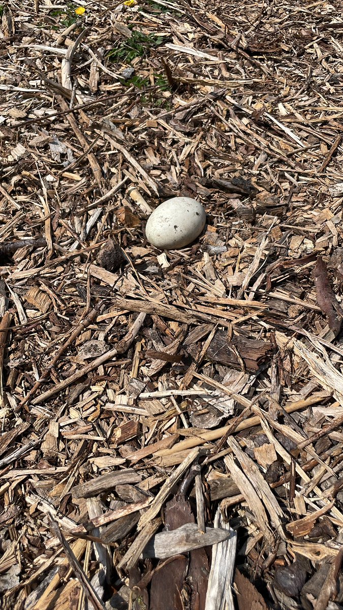 There was some sad news on Thursday as we arrived at school and the egg was nowhere to be seen. We looked through the camera and were surprised to see a special visitor. Who is it? To our amazement another egg appeared yesterday #doallyoucan #forestschool