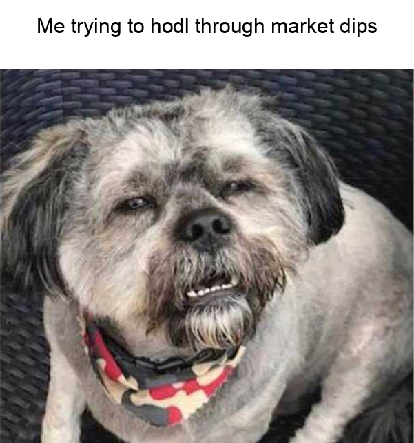 MemeThisBender's tweet photo. @Har_veey @thecryptodawg "Hey crypto fam, can someone teach me how to hodl properly? #cryptonewbie" 

Meme idea: Picture of a confused dog holding onto a toy with the caption "Trying to hodl like…" https://t.co/z6R8PtVpiZ
