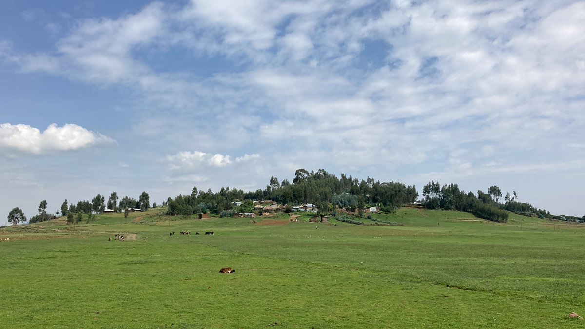 SamGSherman's tweet image. A beautiful ride to Sululta. መልካም ቀን ! 🐎