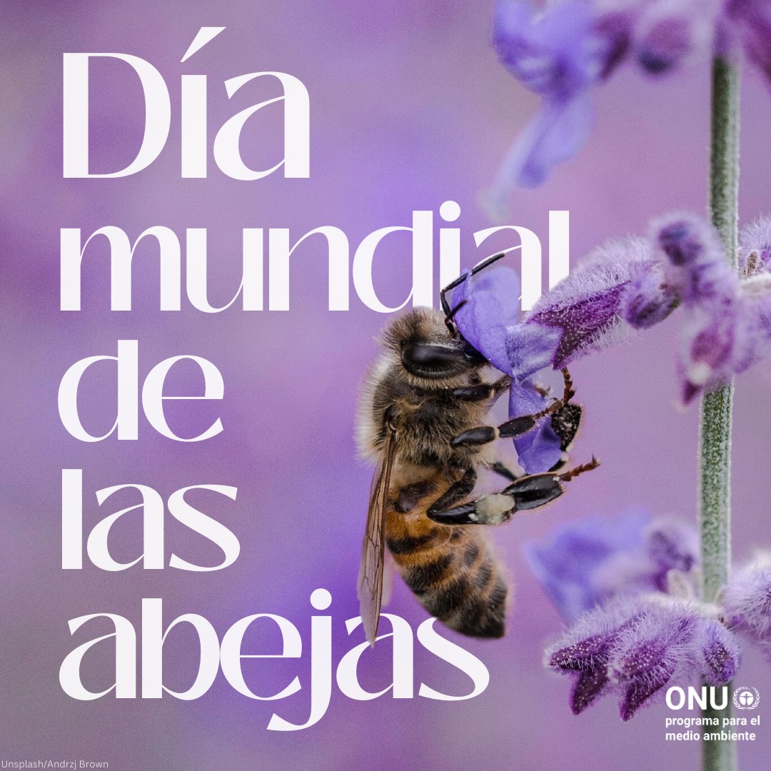 unep_espanol's tweet image. La supervivencia de la humanidad depende de las abejas y otros polinizadores.

Estas heroínas desempeñan un papel enorme #PorLaNaturaleza y las personas:
🌻 alimentos,
🌹 trabajos,
🌎 la biodiversidad.

Protejamos sus zumbidos 🐝
 #DíaMundialDeLasAbejas

un.org/es/observances…