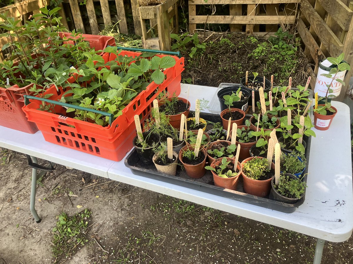 Come along for plants, cakes and tours of the wood 11-3 today!