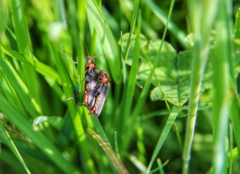 Gistermiddag even een rondje met de camera door het land. Dit was het resultaat bij de sloot waar ecologisch slootschonen icm kruidenrijke rand wordt toegepast. 

#insectenopdeboerderij
#viervlek #glassnijder #zwartpootsoldaatje #akkerhommel