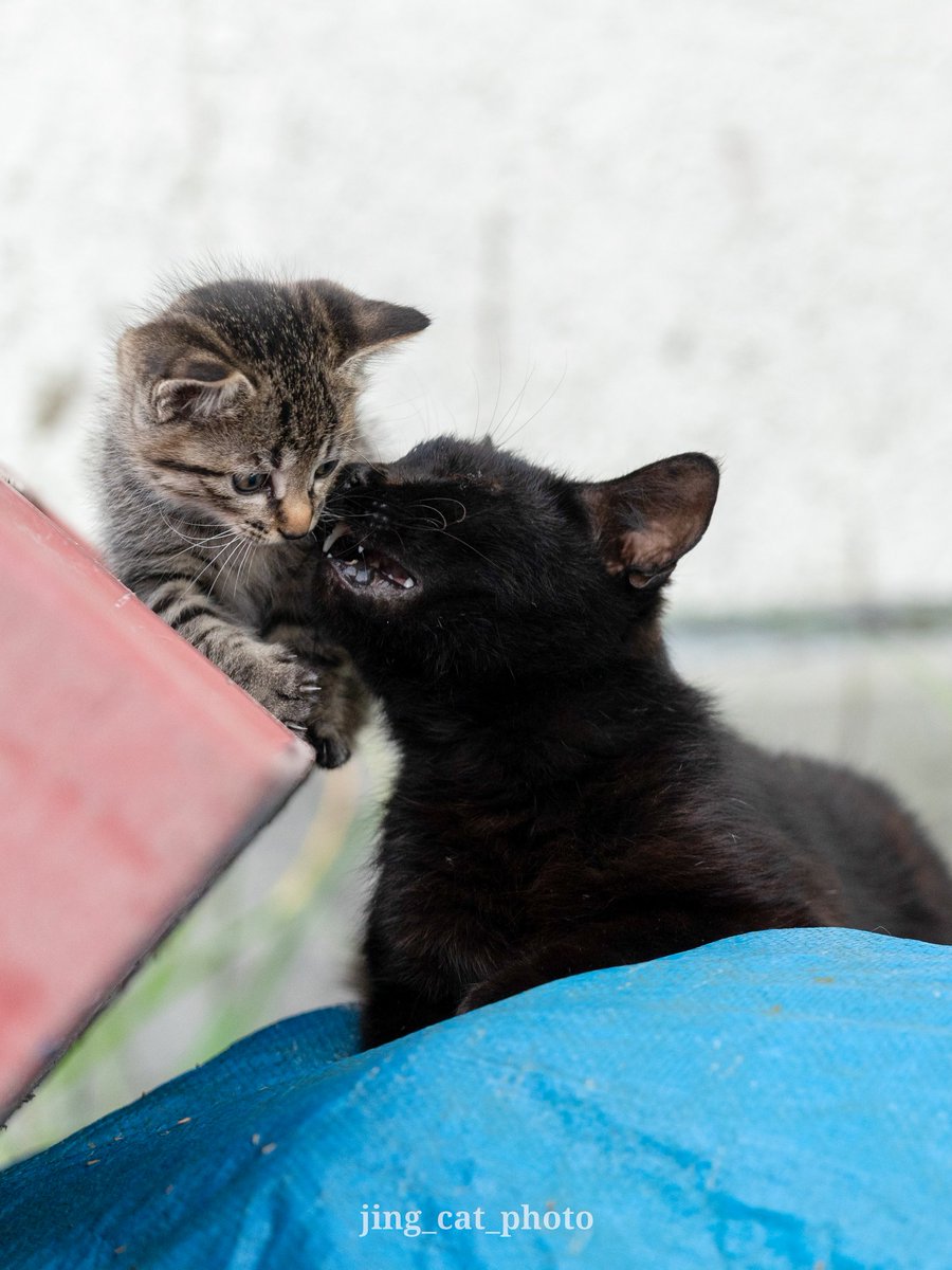 jing_cat (@jingcat3) on Twitter photo 母と子
#猫 #ねこ #Cat 母と子
#猫 #ねこ #Cat