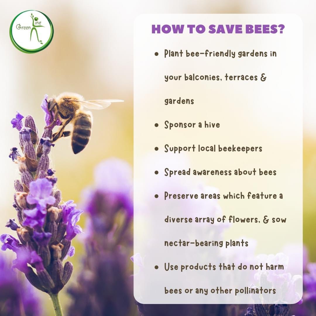 Today is #WorldBeeDay 🐝 Did you know these minibeasts play a vital role in biodiversity and food production? #SaveTheBees