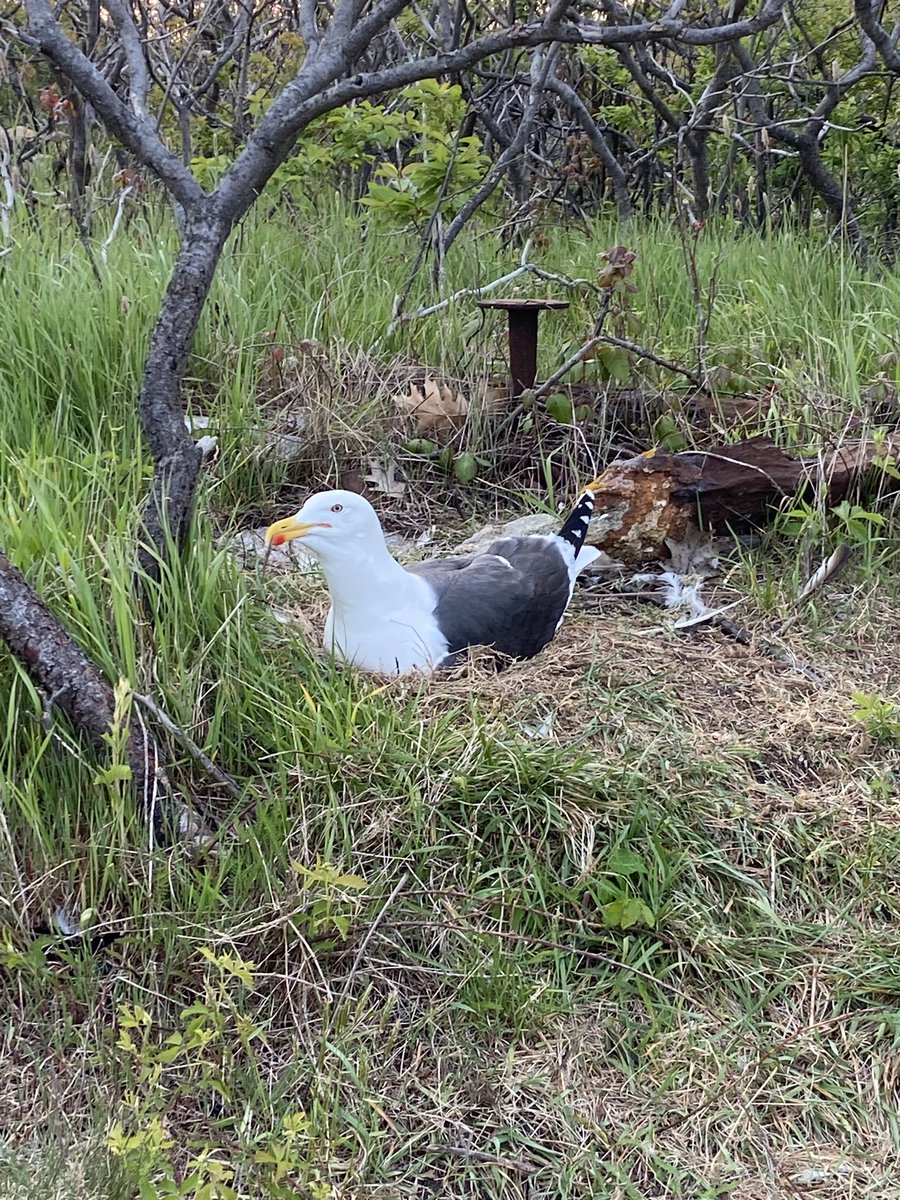 Gull banding field season has begun. This year we are sampling for prevalence of HPAI. And samples for genetic (sex) &amp; my ongoing isotopes project. Yesterday we arrived on island, got our gear sorted, &amp; got in a bit over a half day of work. 

All birds are handled under permit.
