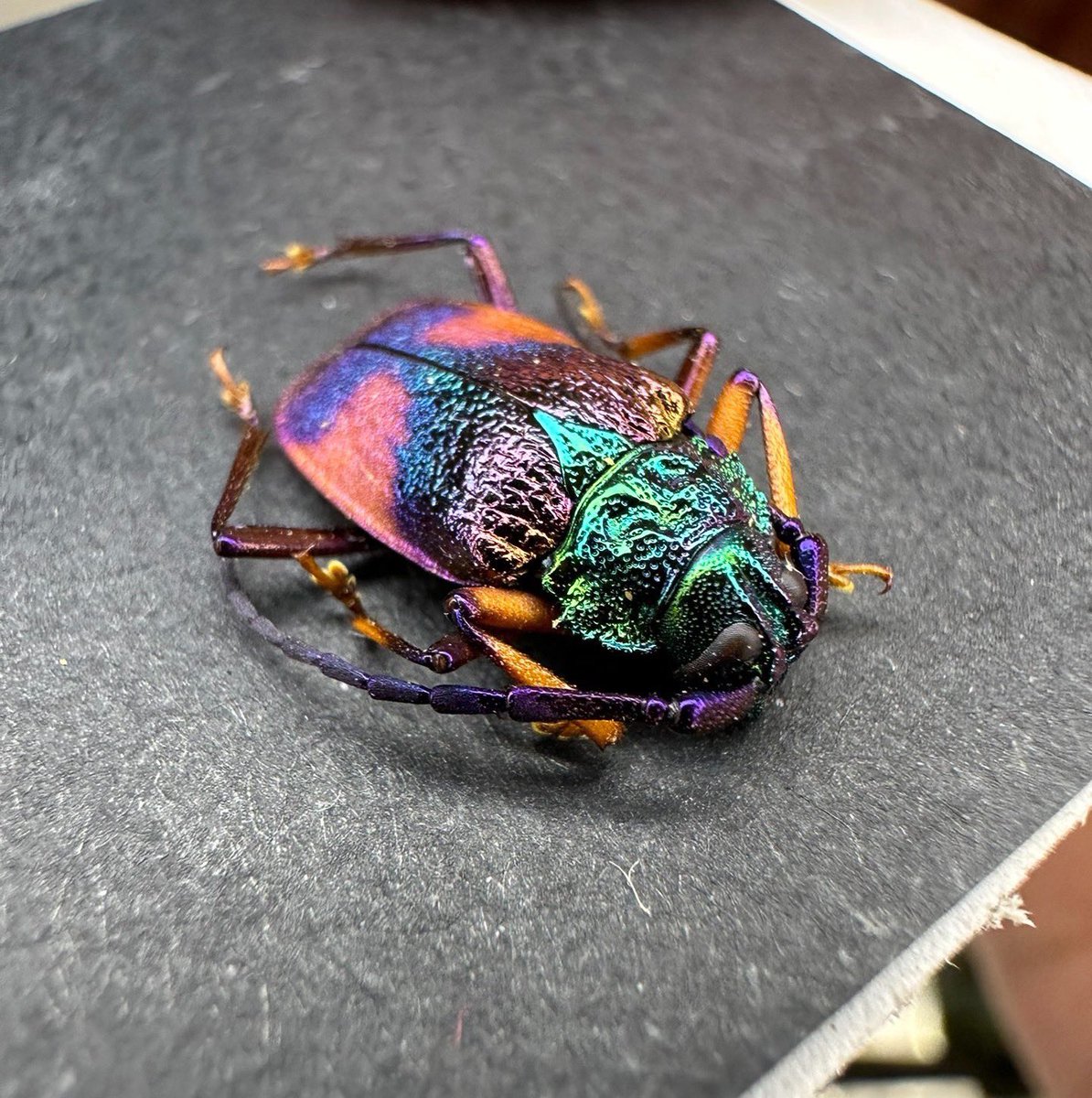 EvertStrange's tweet photo. It’s been a while…busy…
But this beautiful little thing could really be a sense of relief😋 https://t.co/wniIRCuF1m