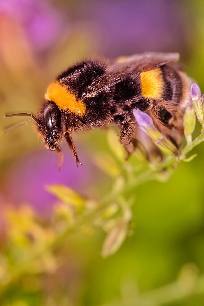 😍🐝It's World Bee Day 2023!🐝😍 Let's see your best Bee shots in the comment to show we care about them! 🤩📸⬇️🐝 #nikon #nikonphotography #photo #WorldBeeDay #bee #bees #savethebees #GardenersWorld #twitter #nature #saturday @NikonEurope @NikonUSA @BumblebeeTrust @BBCEarth