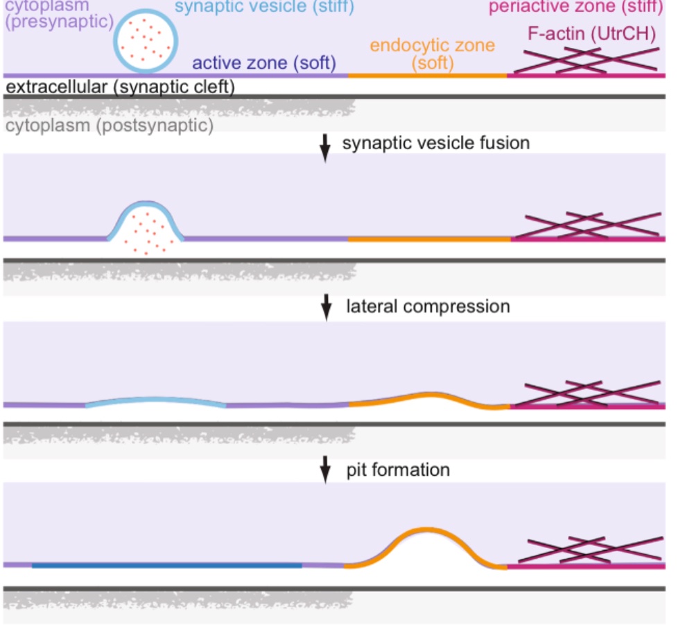 watanabe lab 🔬 (@emaniax) on Twitter photo How is endocytosis initiated at synapses? In this new collaborative paper with <a href="/JianLiu_Lab/">JianLiu-Theoretical Cell Physics Lab</a>, led by <a href="/UnculturedTy/">Tyler Ogunmowo</a> & Haoyuan, we suggest a novel idea - exocytosis causes lateral membrane compression, leading to the pit formation! rdcu.be/dczkM How is endocytosis initiated at synapses? In this new collaborative paper with <a href="/JianLiu_Lab/">JianLiu-Theoretical Cell Physics Lab</a>, led by <a href="/UnculturedTy/">Tyler Ogunmowo</a> & Haoyuan, we suggest a novel idea - exocytosis causes lateral membrane compression, leading to the pit formation! rdcu.be/dczkM